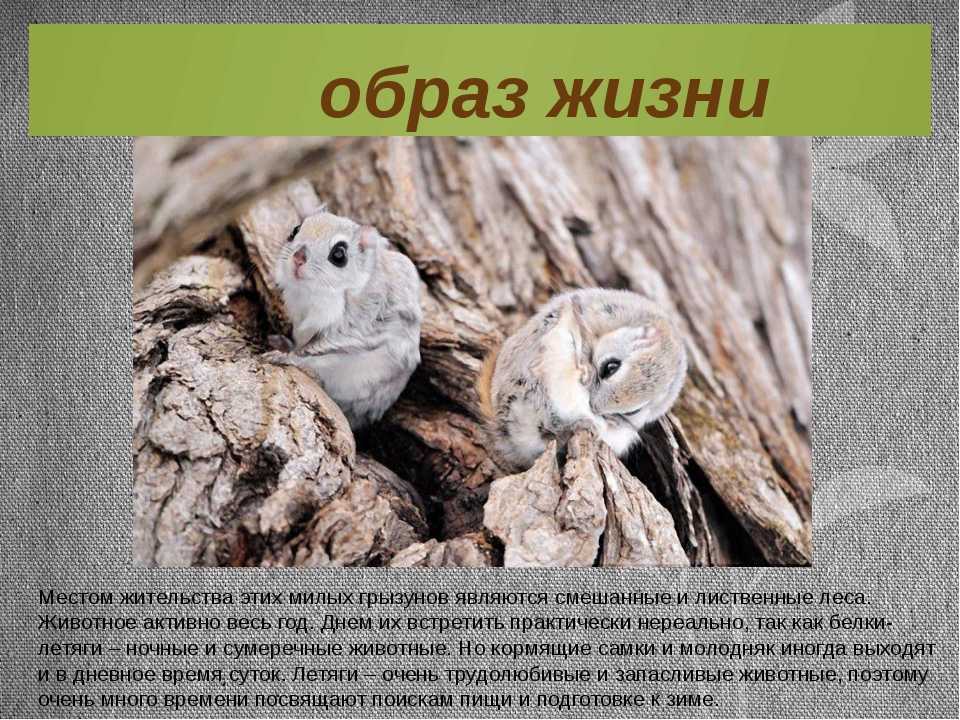 Белка летяга: внешний вид, фото, особенности, интересные факты, среда обитания