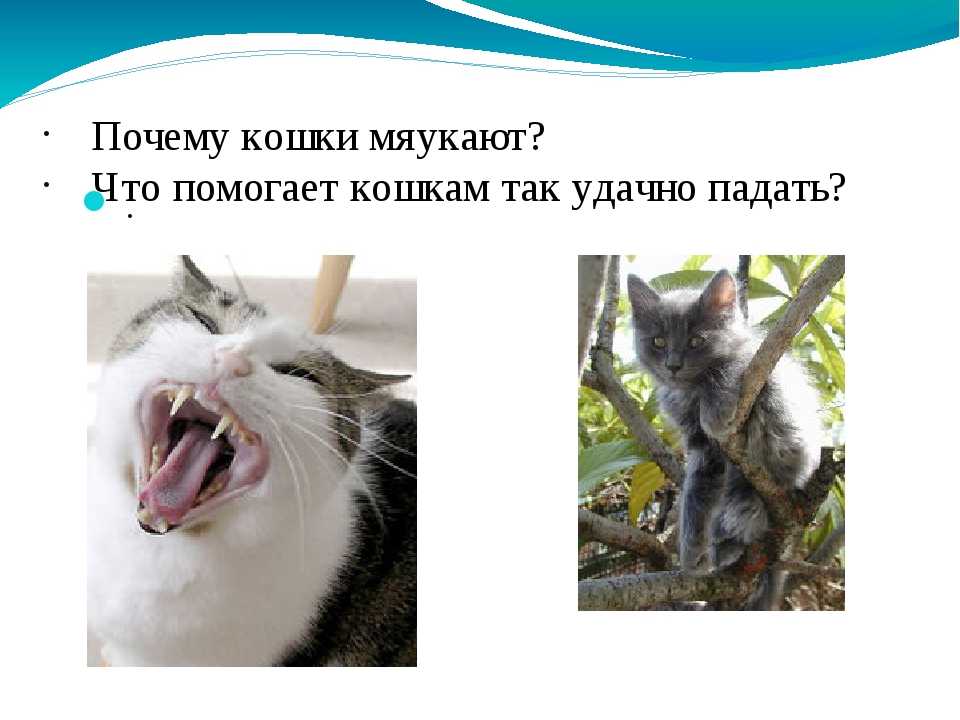 Кошка бегает по дому и мяукает