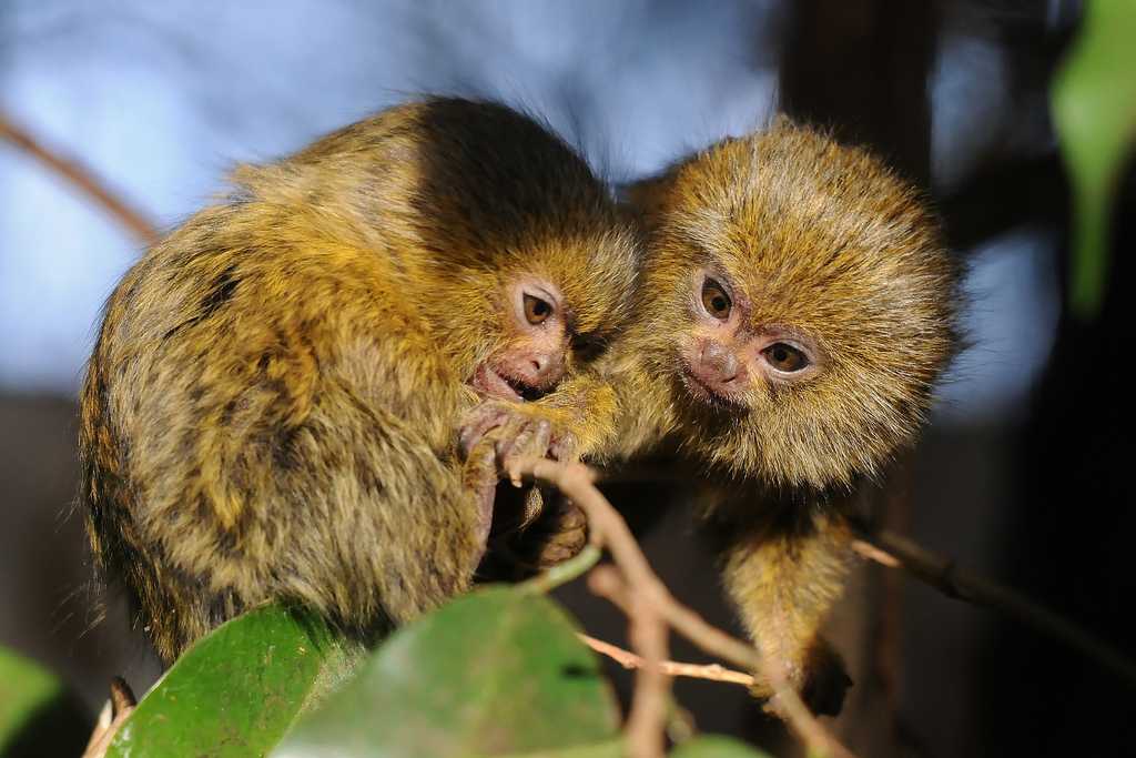Самые маленькие обезьянки в мире