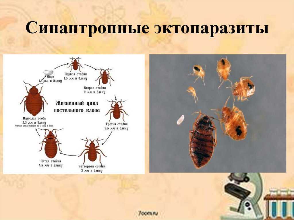 Дельцид (2 мл): инструкция по применению для кошек, состав, показания и противопоказания, аналоги, отзывы