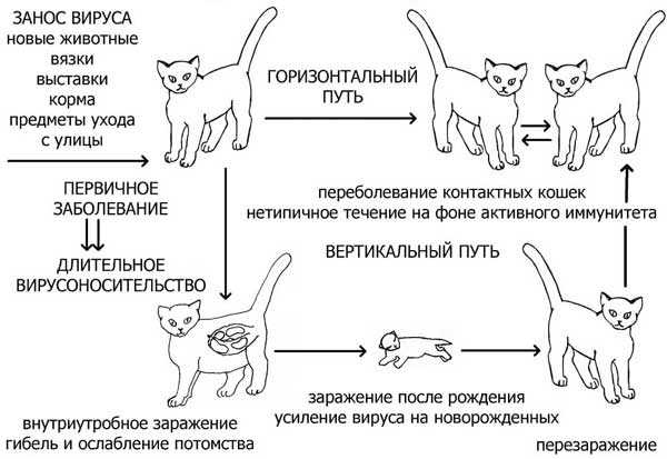 Инфекционный кошачий перитонит, fip (фип)