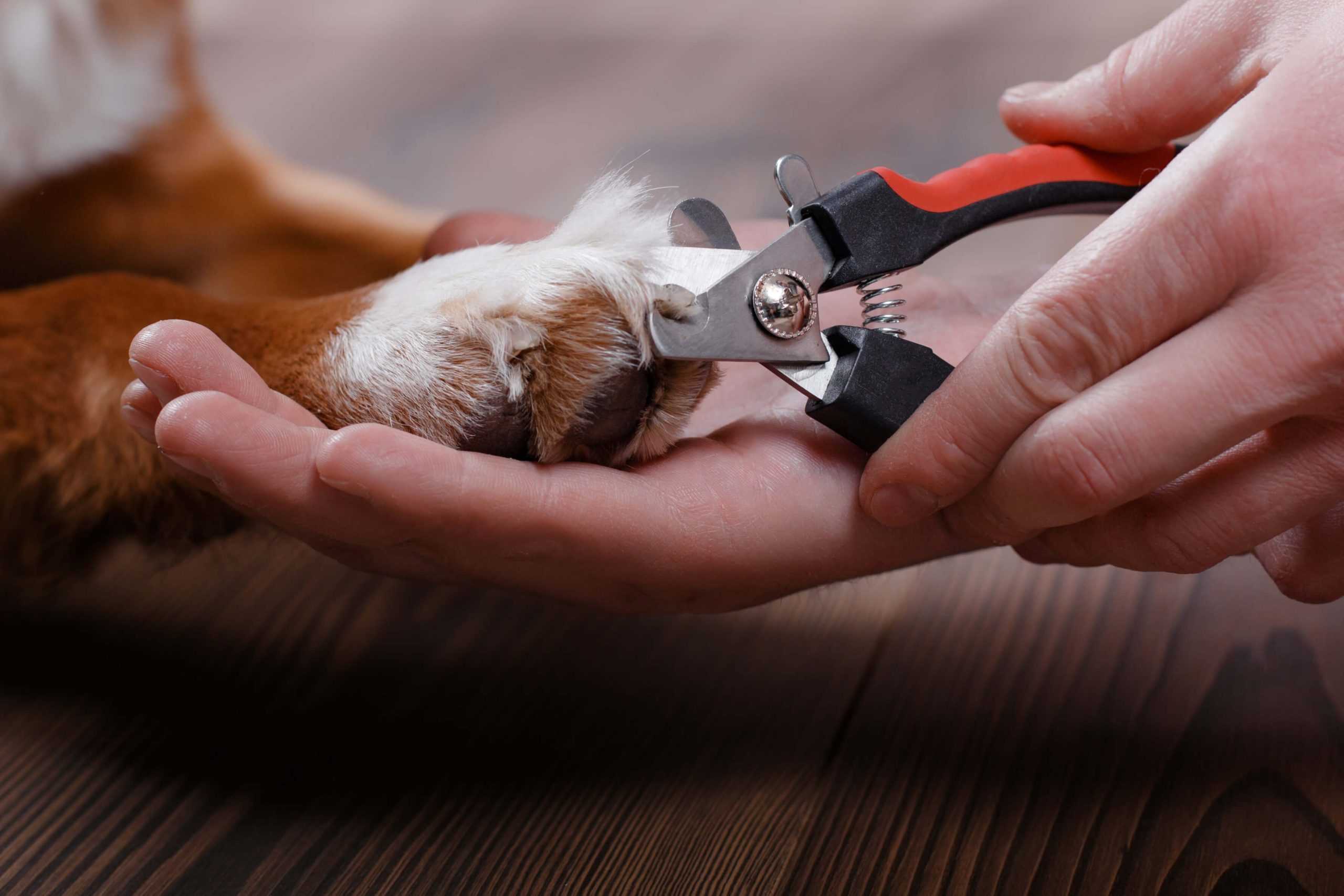 Все о том, как подстричь когти собаке
