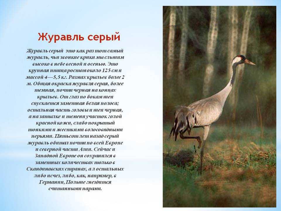 Самая крупная летающая птица в мире: фото и названия