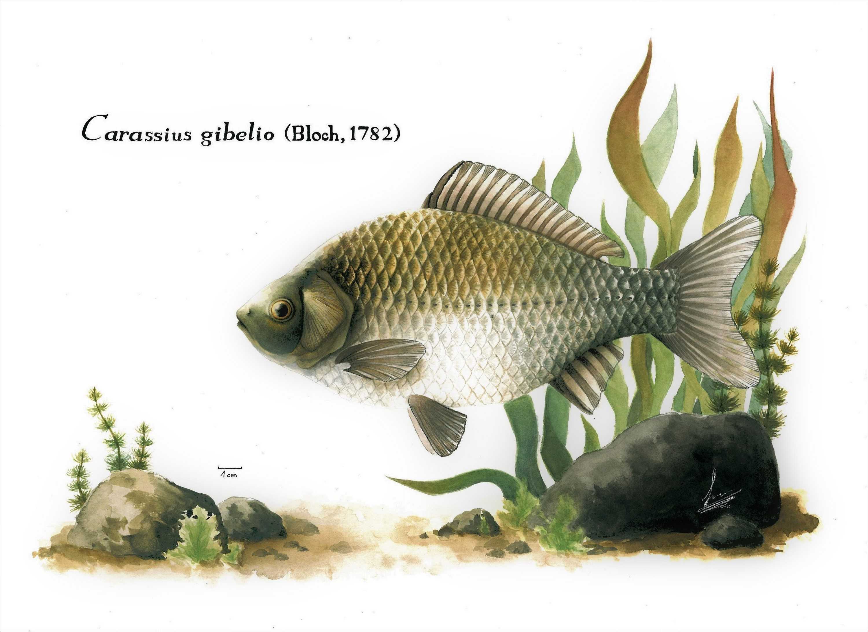 Папуанский зебровый рак (cherax papuanus): описание,содержание | аквариумные рыбки
