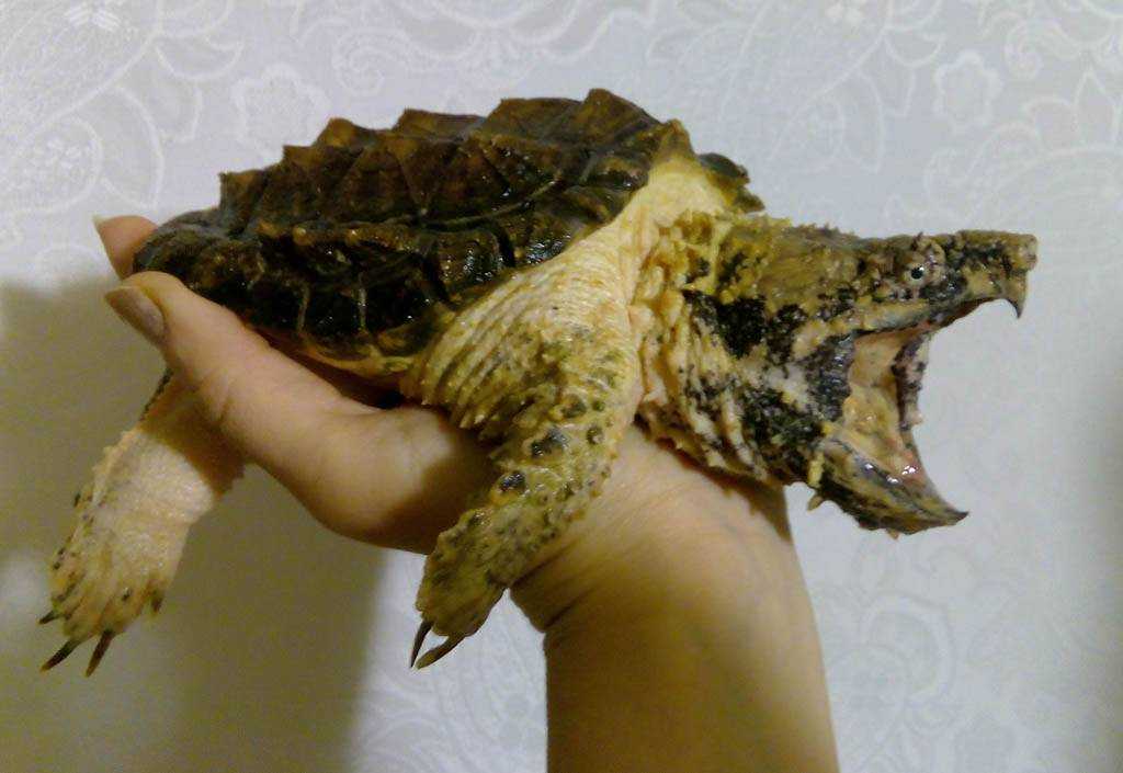 Желтоухая черепаха - уход и содержание в домашних условиях