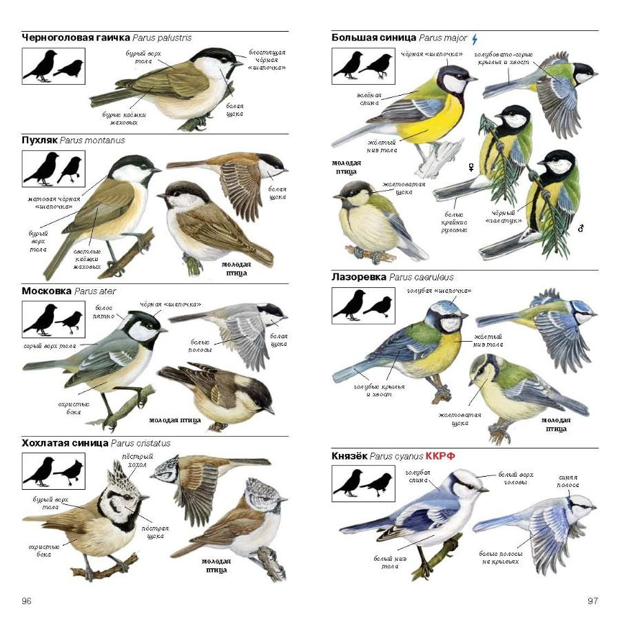 15 птиц, которые являются символами разных стран: гарпия в панаме, сойка в россии
