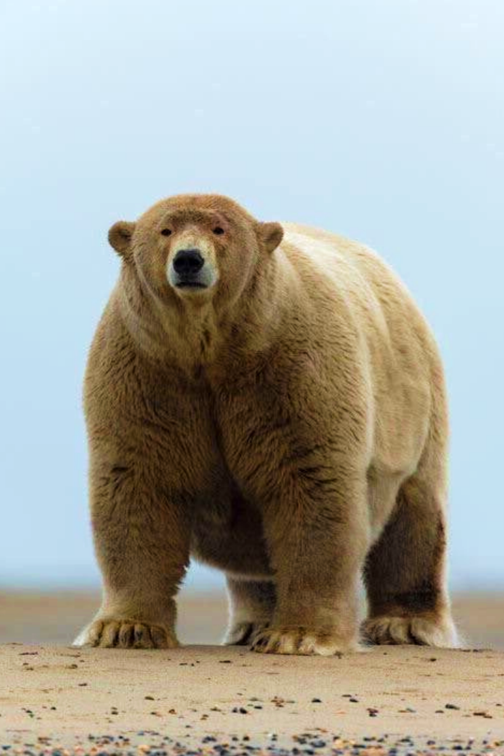 Карско-баренцевоморский белый медведь в красной книге россии