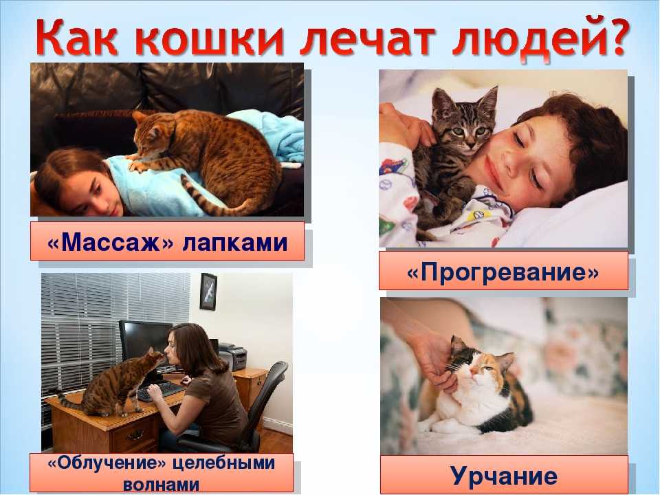 Целебное влияние кошки на человека