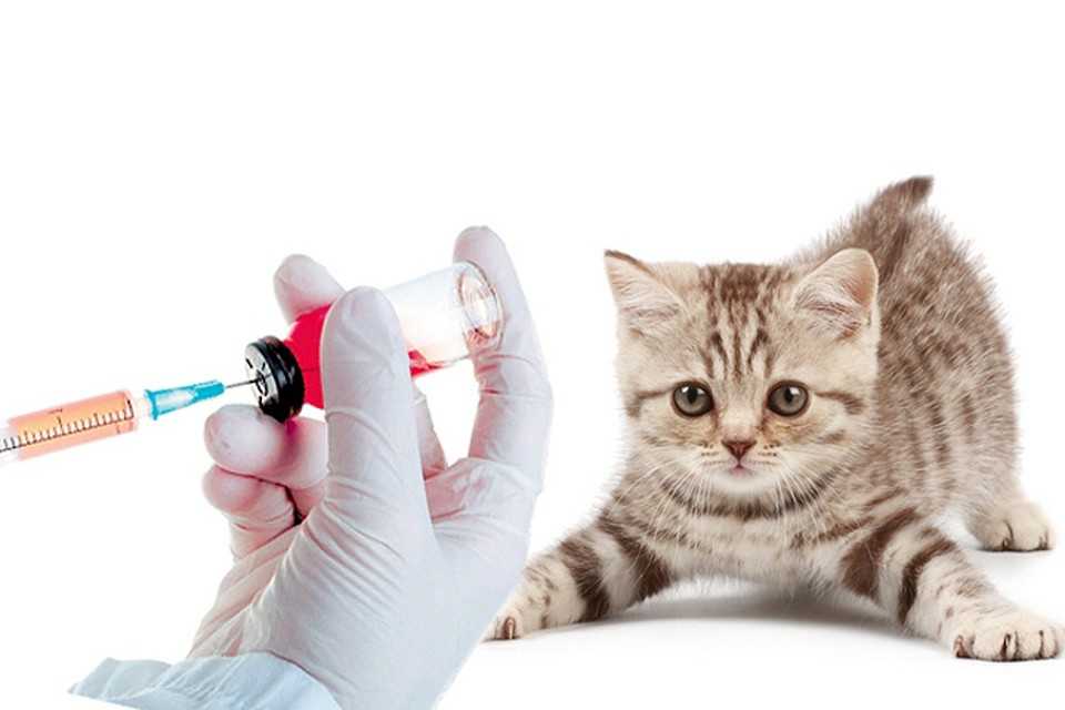 Средства от блох для кошек и котят: какими эффективными препаратами можно вывести паразитов в домашних условиях