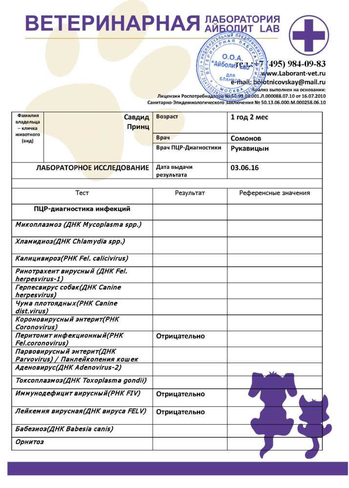 Инфекционный ринотрахеит у кошек | симптомы и лечение