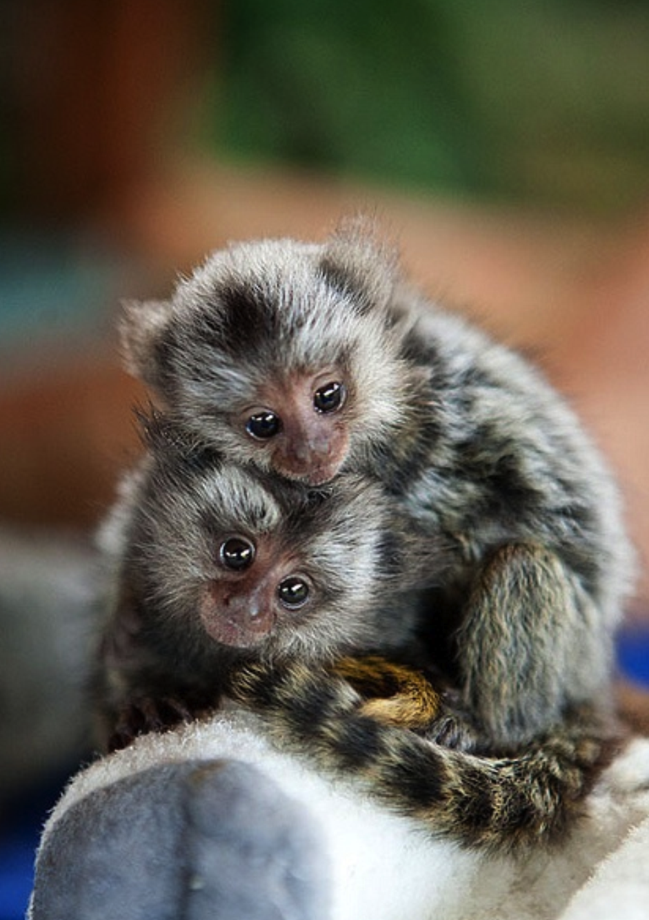 Мармозетка: маленькая обезьянка — описание и виды, содержание, сколько стоит. маленькие обезьянки породы игрунки, карликовая мармозетка