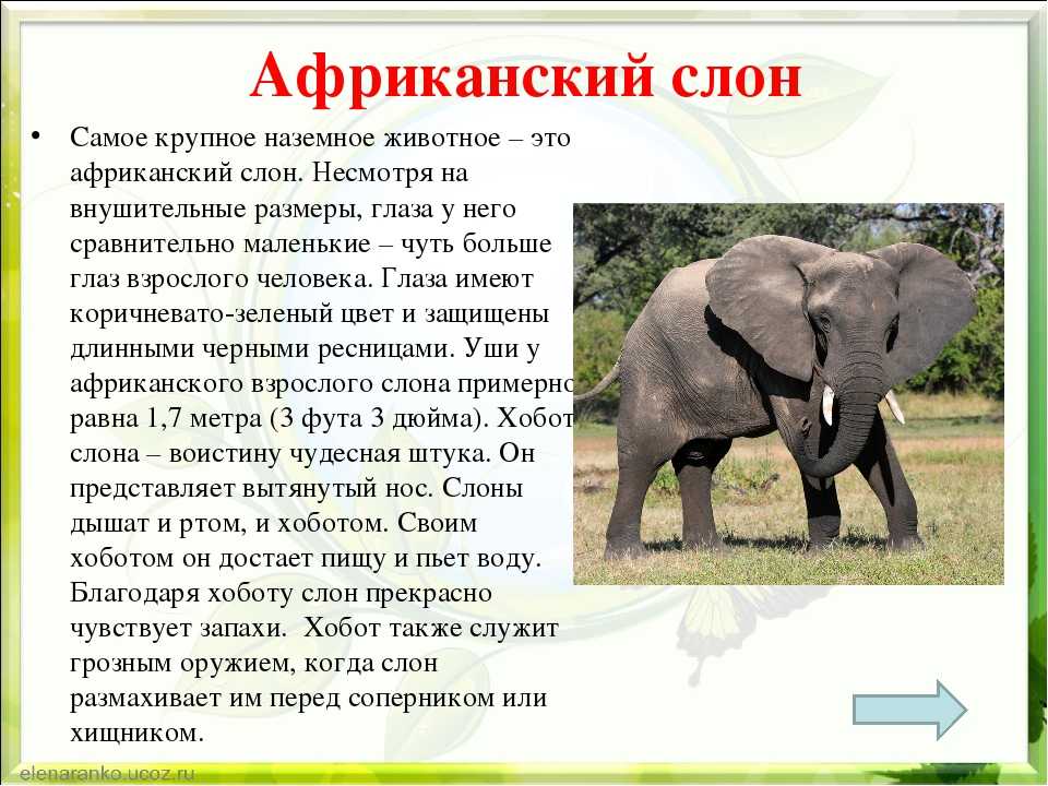 Африканский слон - характер и особенности поведения