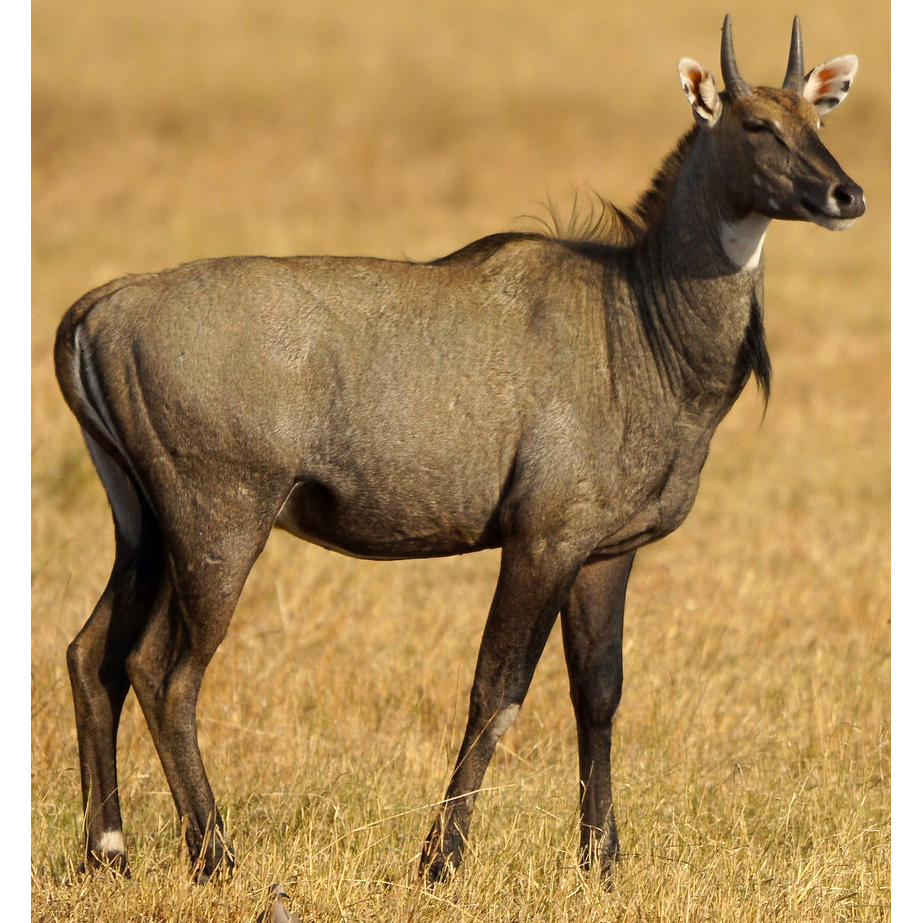 Нильгау – животное с необычным названием Латинское наименование вида звучит как Boselaphus tragocamelus