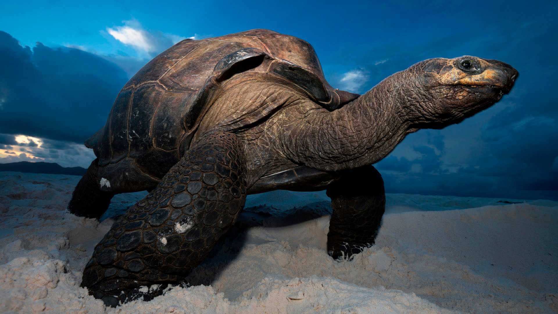 Самая большая черепаха в мире - топ крупнейших черепах на планете