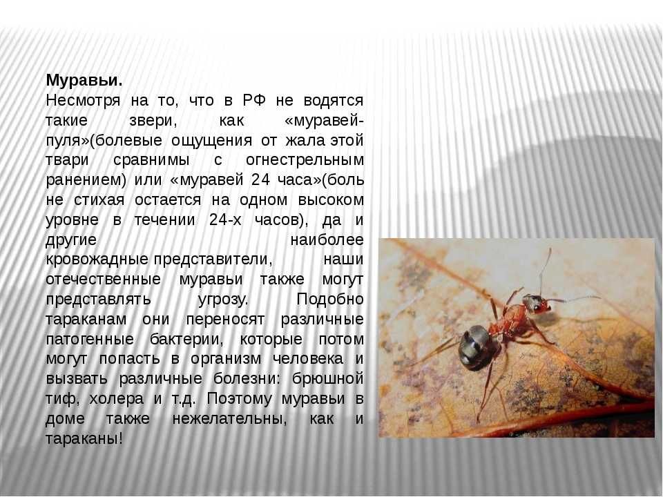Муравьи убийцы: типичные представители и случаи нападения муравьев на людей