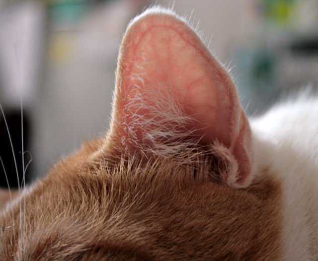 Ушная чесотка у кошек: причины и последовательность действий | ваши питомцы