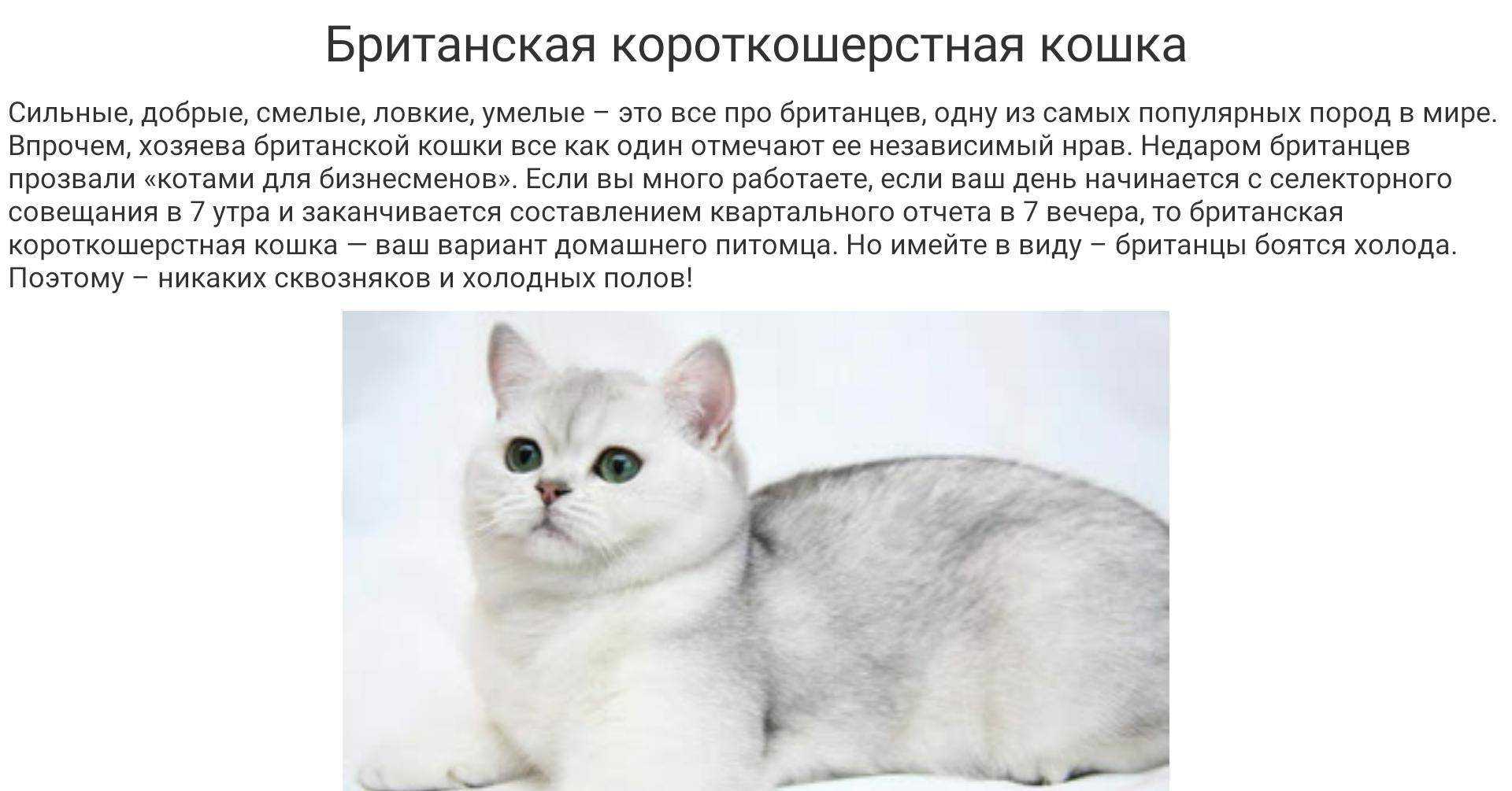 Британская короткошёрстная кошка: описание породы, фото, характер