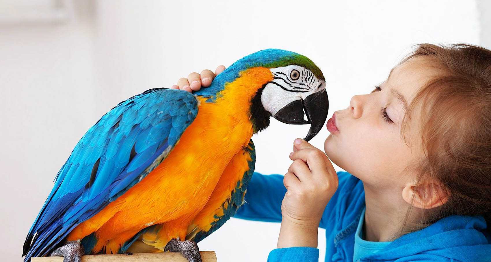 Самые умные попугаи