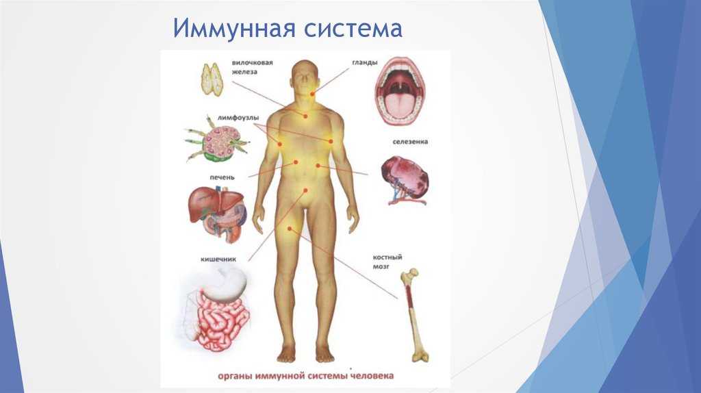 Лимфаденит - воспаление лимфатических узлов у кошек | ваши питомцы