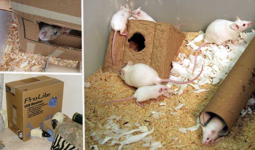 [новое исследование] как сделать и обустроить домик для домашней крысы своими руками