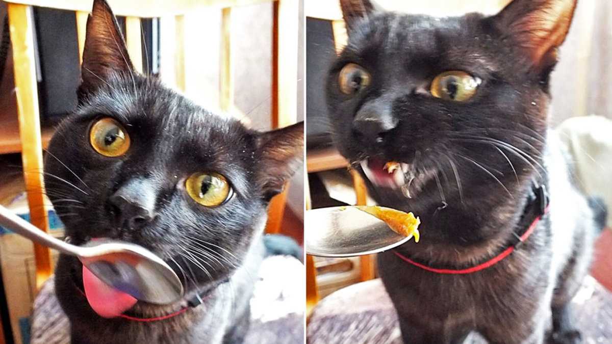 Что делать, если кошка ловит мухи и ест? | советы по поведению кошки