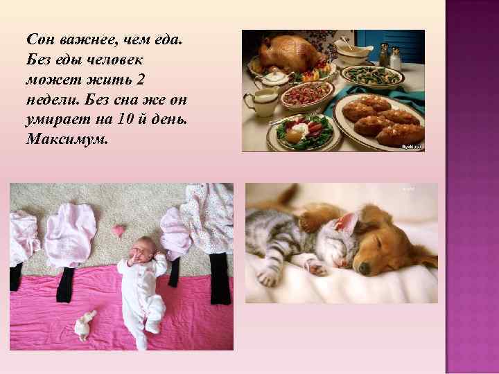 Кот не ест: не упустите момент