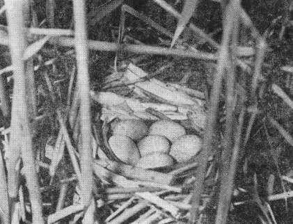 Большой веретенник — робкий обитатель болот