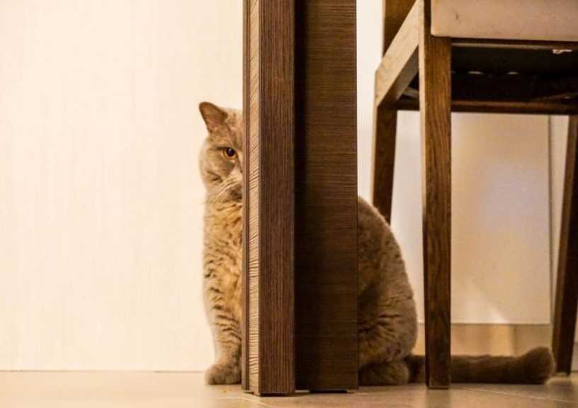 Кошка отказывается от еды: причины, чем опасно, первая помощь, что делать, как повысить аппетит животному