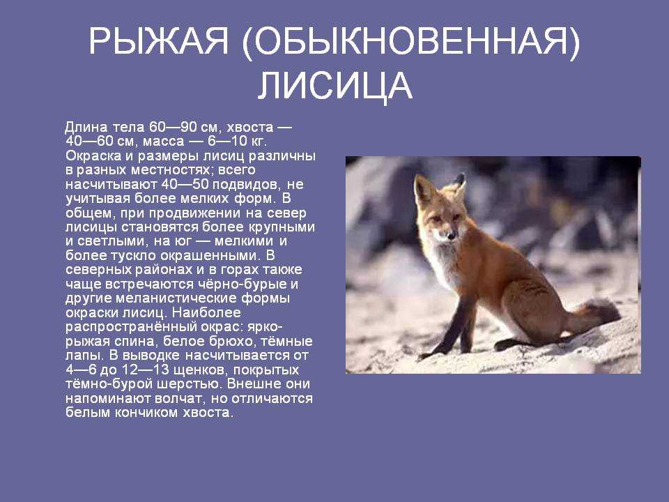 Афганская лисица | virtual laboratory wiki | fandom