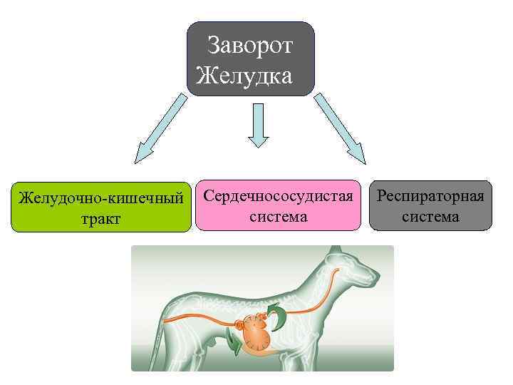 Заворот желудка (синдром острого расширения желудка) у собак