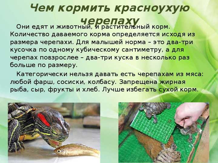 Чем кормить красноухую черепаху, что ест водная черепаха