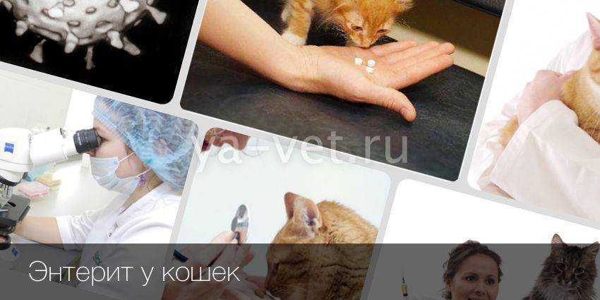 ᐉ трихомоноз (трихомониаз) - как лечить у собак - ➡ motildazoo.ru