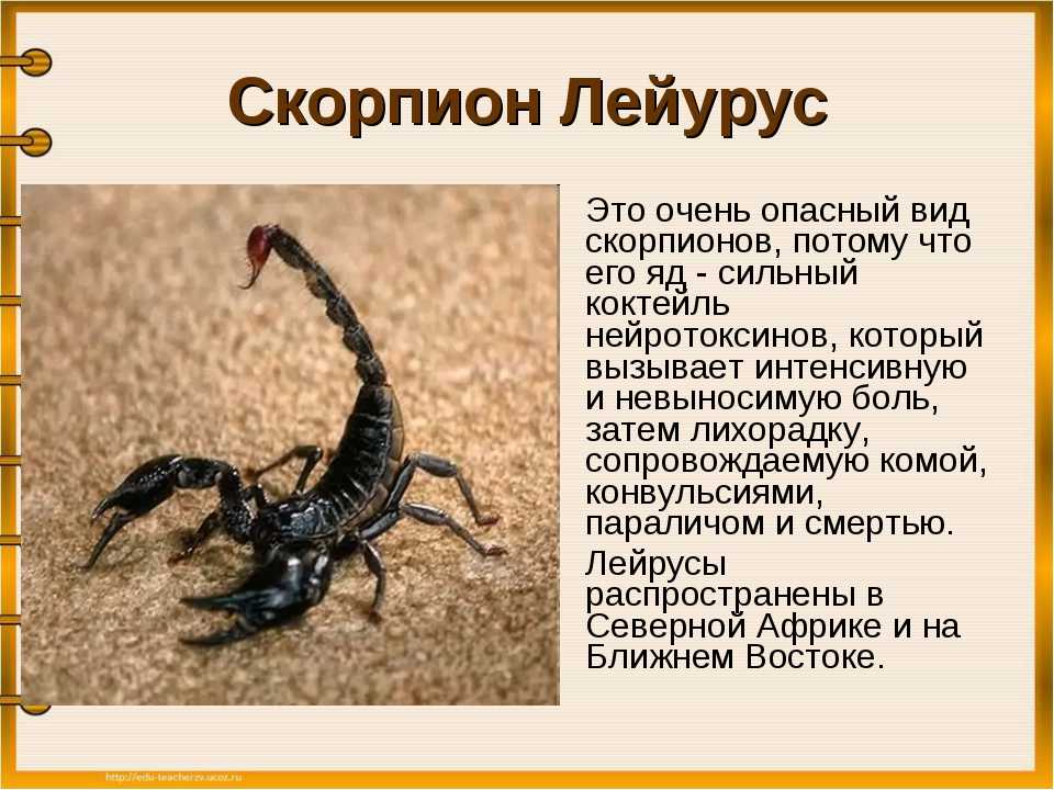 Самые интересные факты о скорпионах ? (+15 фото)