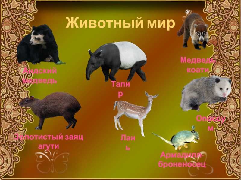 Мирикины (дурукули)