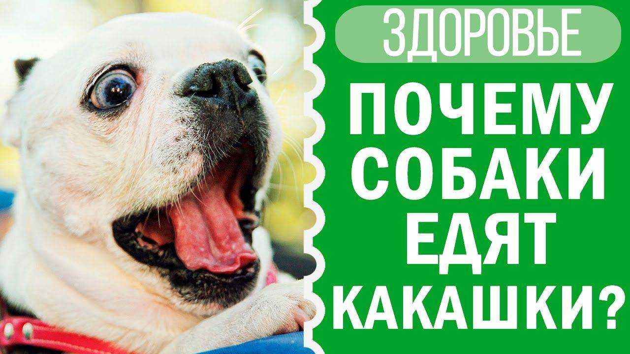 Собака ест свои какашки, что делать и почему?