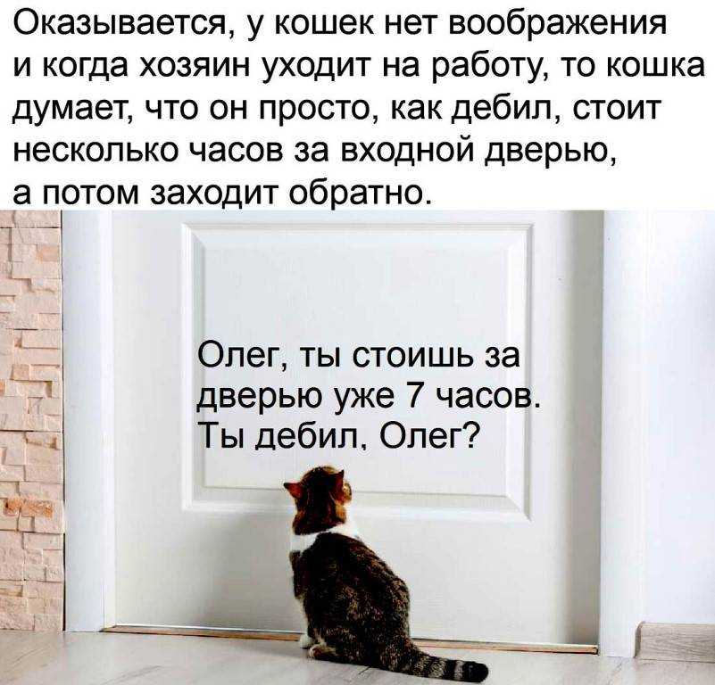 Почему кошка сидит у двери - уникальная причина