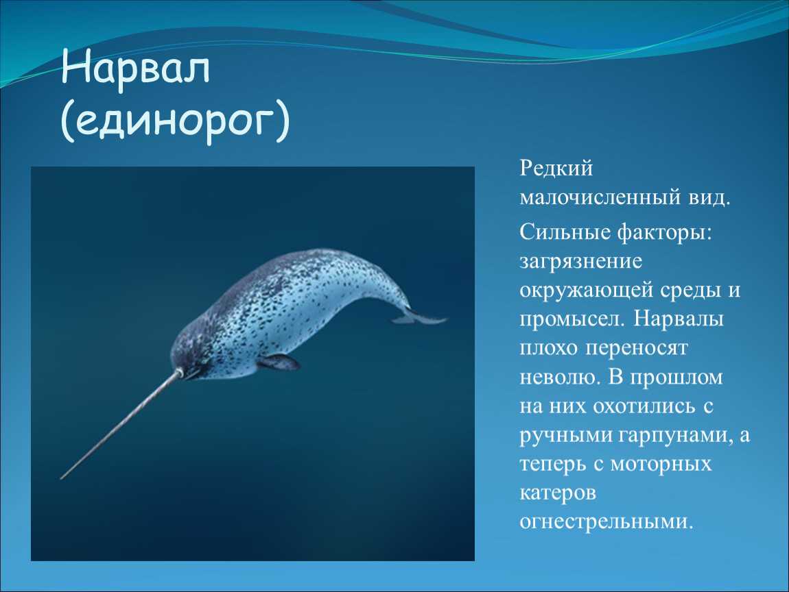 Китообразные
