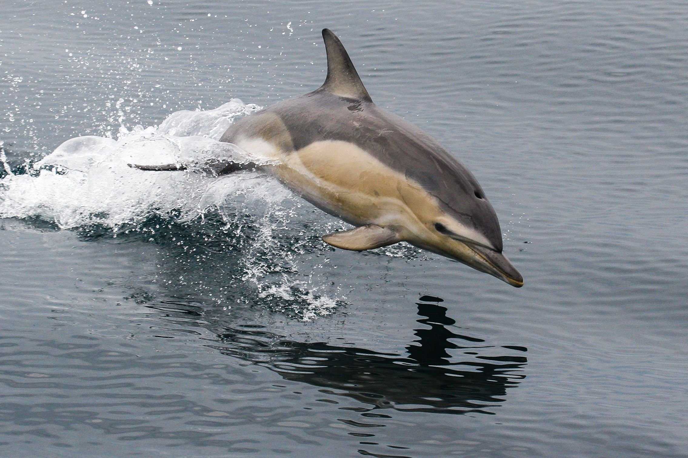 Короткоклювый обыкновенный дельфин или дельфин-белобочка. обыкновенный дельфин, или дельфин белобочка (delphinus delphis)eng. short-beaked common dolphin систематическое положение дельфина белобочки