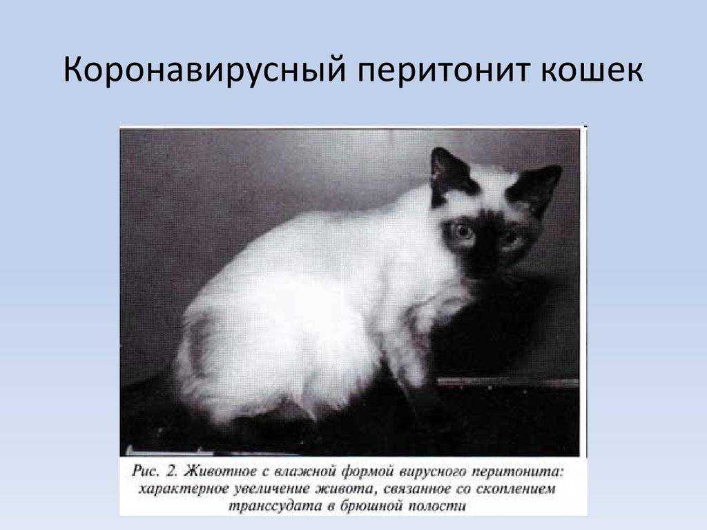 Коронавирус у кошек - о ветеринарном просто