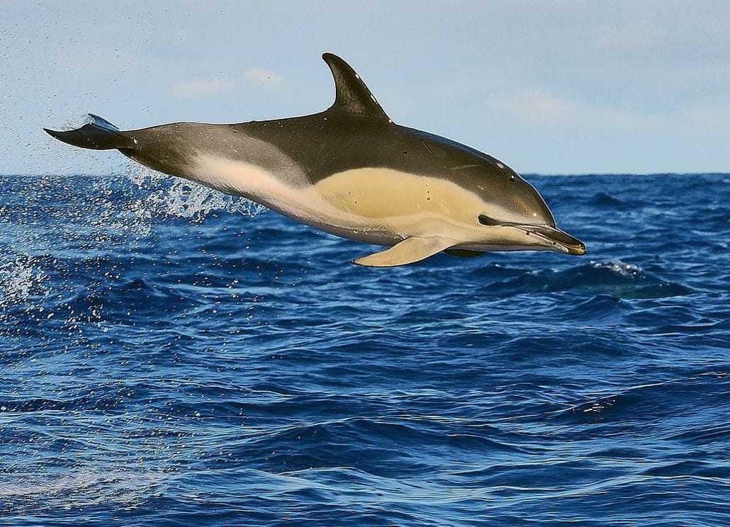 Дельфин-белобочка, он же - обыкновенный дельфин – млекопитающее из отряда китообразных, подотряда зубатых китов и семейства дельфиновых