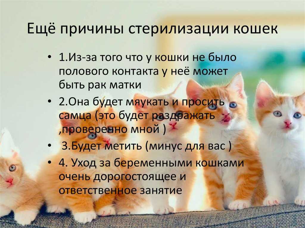 Как ухаживать за кошкой после стерилизации, правила и рекомендации