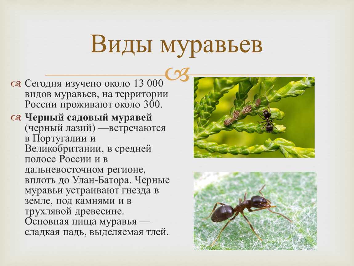 Муравей-раб - slave-making ant - dev.abcdef.wiki