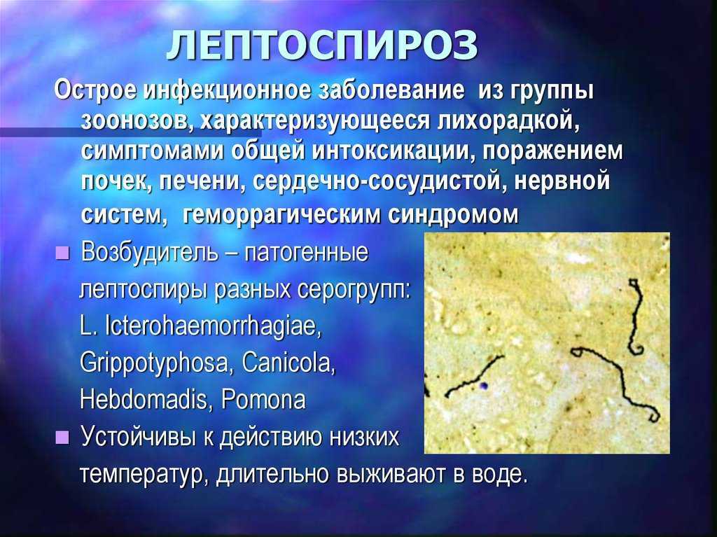 Лептоспироз у кошек: симптомы и лечение, профилактика, способы заражения
