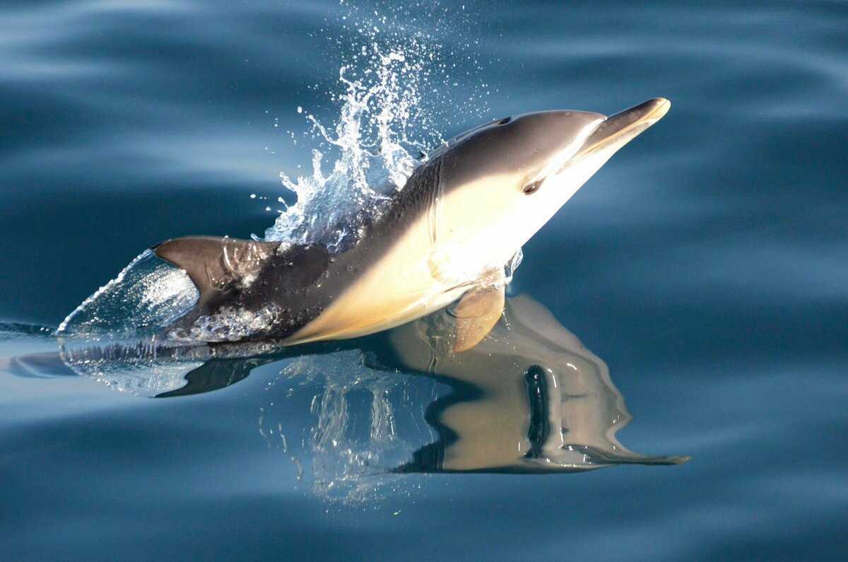 Дельфин-белобочка | личное пространство