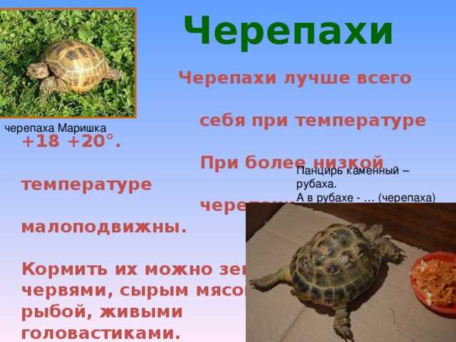 Содержание и уход среднеазиатской черепахи в домашних условиях: продолжительность жизни, чем кормить