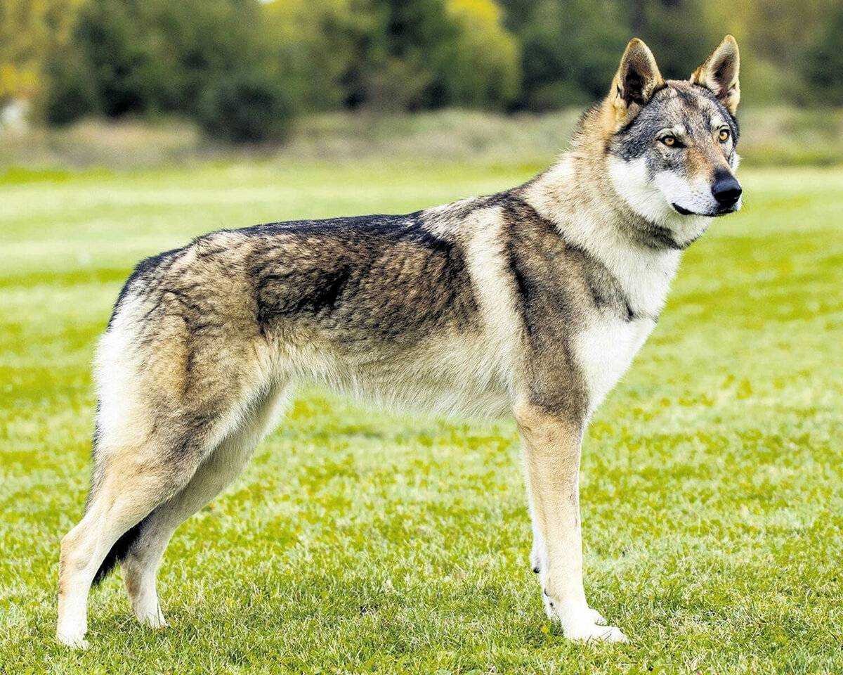Собаки, похожие на волков: 11 пород, которые преследуют своих предков - pettips