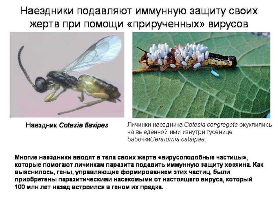 Оса-наездник опасна для человека? отличительные черты вида