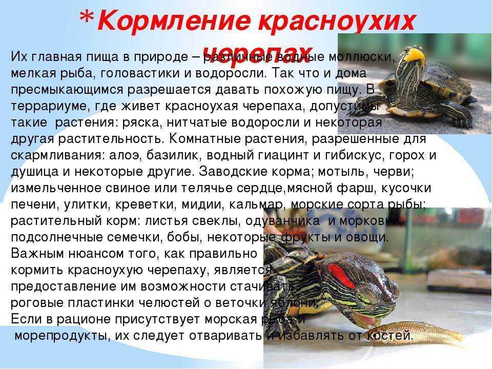 Чем кормить красноухую черепаху в домашних условиях