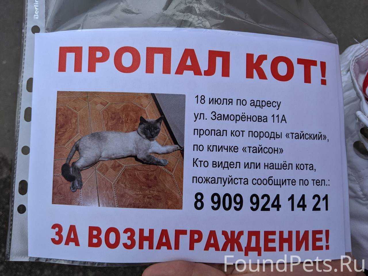 Почему коты убегают из дома: 4 причины и советы