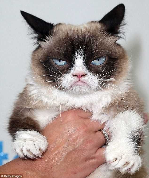 Самый грустный кот (фото): все о пушистой знаменитости. grumpy cat — самый сердитый кот правдивая история кот грустный что